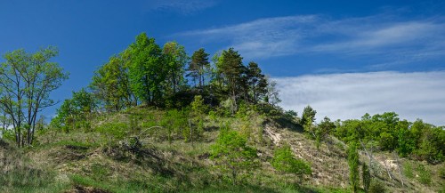 A lush green hillside under a bright blue sky, featuring scattered trees and vibrant vegetation.