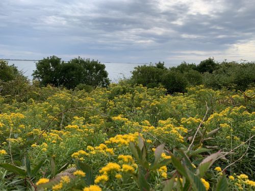 A field of yellow flowers in the foreground with green bushes and a cloudy sky over a body of water in the background.