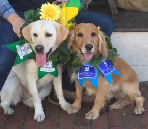 Two dogs wearing floral wreaths and colorful ribbons, sitting together and smiling.