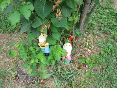 Two garden gnomes partially hidden among green leaves and grass near a tree.
