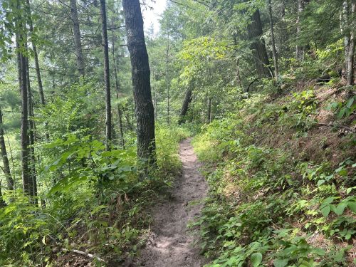 A narrow dirt path winds through a lush green forest with tall trees and dense foliage on either side.