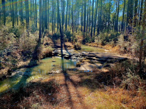 A serene forest scene with a small stream flowing over rocks, surrounded by tall trees and sunlight filtering through.