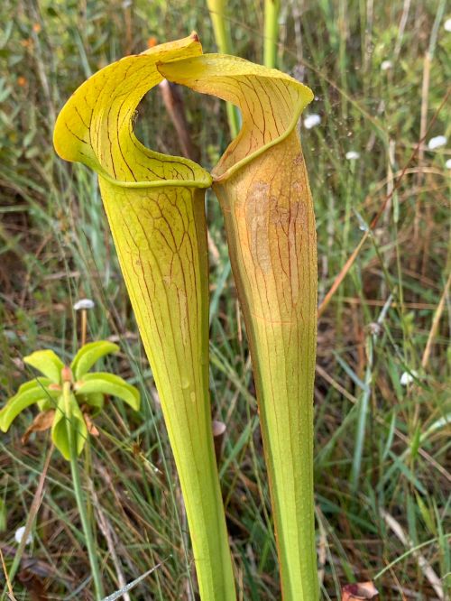 Two tall, yellowish-green pitcher plants with reddish-brown markings, surrounded by grass and small white flowers.