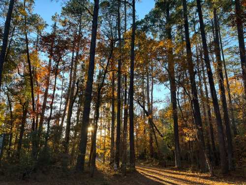 Sunlight filters through tall trees in a forest, highlighting autumn leaves and creating a warm, golden atmosphere.