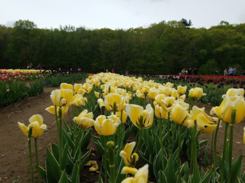 A field of yellow tulips in bloom, surrounded by green foliage and other colorful flowers in the background.