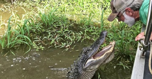 A man leans over a boat, closely observing a large alligator in a swampy area with green vegetation.