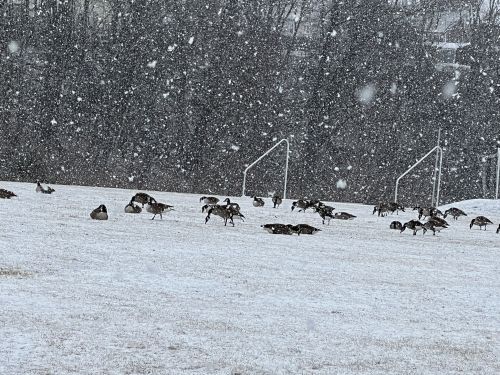 A flock of geese foraging on a snowy field, with snowflakes falling around them and goalposts in the background.