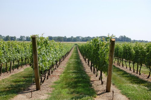 A scenic vineyard with rows of grapevines stretching into the distance under a clear blue sky.