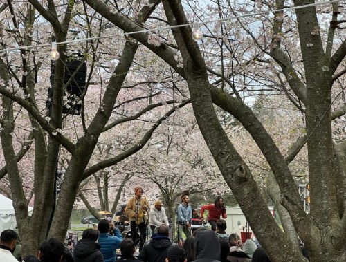 A band performs on stage surrounded by cherry blossom trees, with an audience enjoying the music.