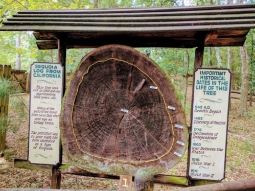 A cross-section of a sequoia log with historical dates displayed on a wooden sign in a forested area.