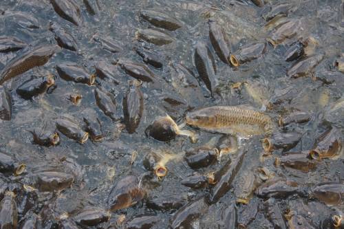 A close-up view of many fish swimming in murky water, with some fish surfacing and others submerged.