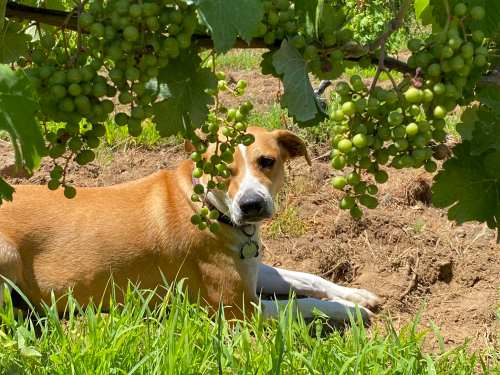A dog lying in a vineyard, partially obscured by grapevines with green grapes hanging above.