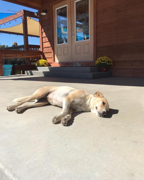 A relaxed dog lying on a concrete surface in front of a wooden building, enjoying the sunny day.