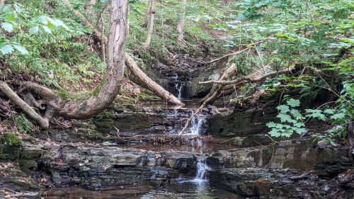 A serene forest scene featuring a small waterfall cascading over rocks, surrounded by lush greenery and trees.