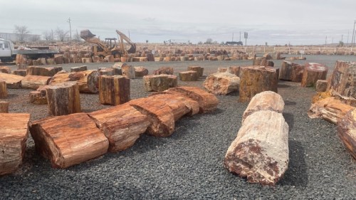 A collection of large, polished wooden logs arranged on gravel, with machinery and a distant landscape in the background.