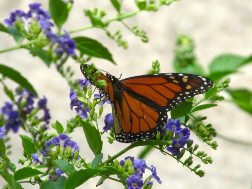 A vibrant orange and black butterfly perched on purple flowers amidst green leaves.