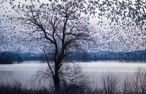A silhouette of a tree against a lake, with a large flock of birds flying in a dramatic formation above.