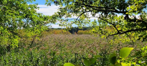 A serene landscape view through trees, showcasing a grassy field under a blue sky with scattered clouds.