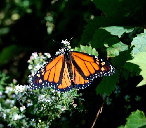 A vibrant orange and black monarch butterfly perched on small white flowers amidst green foliage.