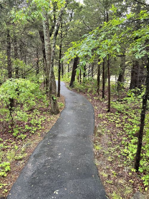 A winding paved path through a lush green forest with trees and underbrush on either side.