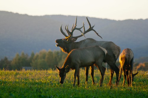 A majestic elk with large antlers stands among grazing elk in a sunlit meadow, with mountains in the background.