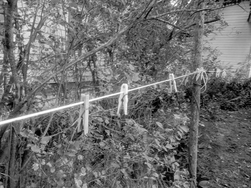 A black and white image of a clothesline with clothespins hanging among trees and bushes.