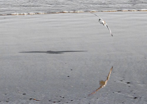 A bird flying low over a wet beach, casting a shadow and reflecting in the water.
