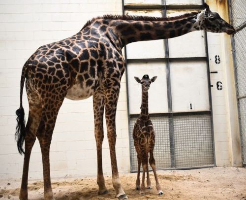 A tall giraffe stands next to a smaller giraffe calf in a sandy enclosure.