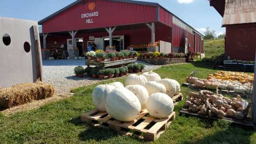 A farm stand with large pumpkins in front, colorful flowers, and a red barn labeled "Orchard Hill" in the background.