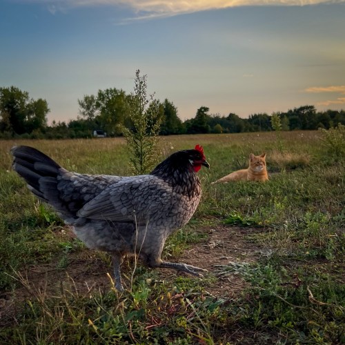A gray chicken walks in a grassy field, while an orange cat lounges in the background under a sunset sky.
