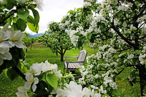 A wooden bench surrounded by blooming apple trees in a lush green orchard.