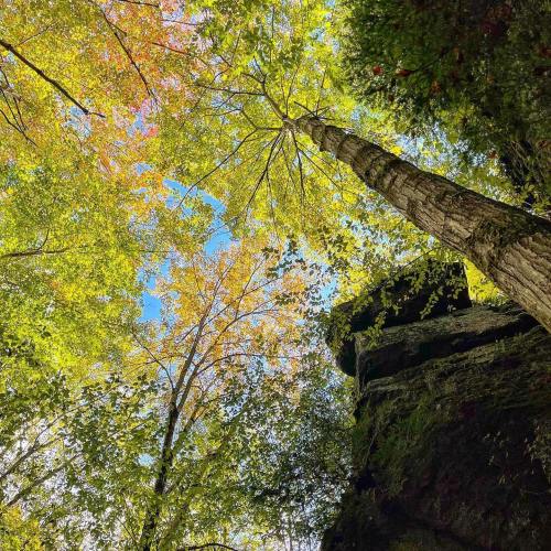Looking up at tall trees with vibrant green and autumn-colored leaves against a bright blue sky.