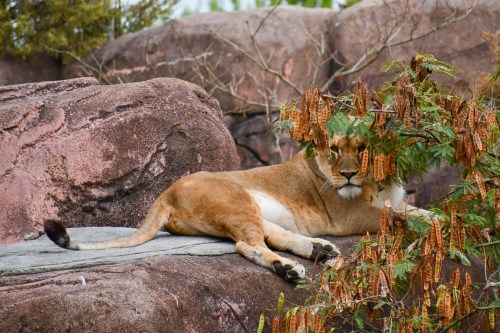 A lioness rests on a rocky surface, partially hidden by foliage, in a natural habitat setting.
