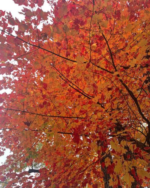 Vibrant autumn leaves in shades of red, orange, and yellow on a tree, creating a colorful canopy.