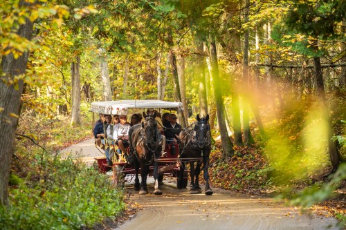 A horse-drawn carriage carries passengers along a scenic forest path with autumn foliage.