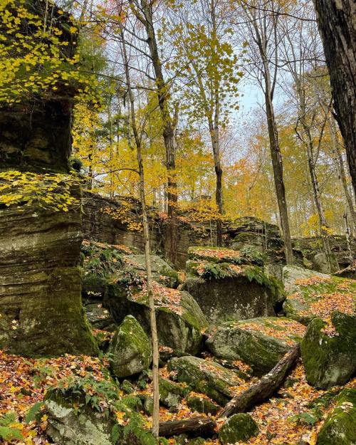 A serene forest scene with colorful autumn leaves, rocky terrain, and tall trees under a clear sky.