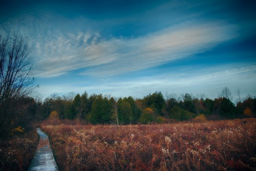 A wooden boardwalk leads through a colorful field with trees under a blue sky and wispy clouds.