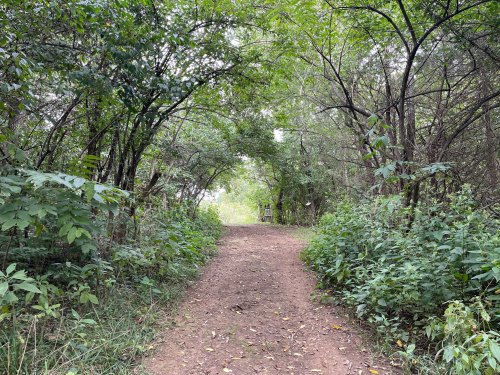 A dirt path surrounded by lush greenery and trees, leading into a serene, wooded area.