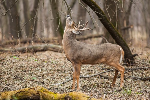 A deer stands in a forest, stretching its neck to reach branches above, surrounded by fallen leaves and trees.