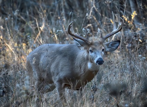 A male deer with antlers stands in a grassy field, surrounded by tall grass and foliage.