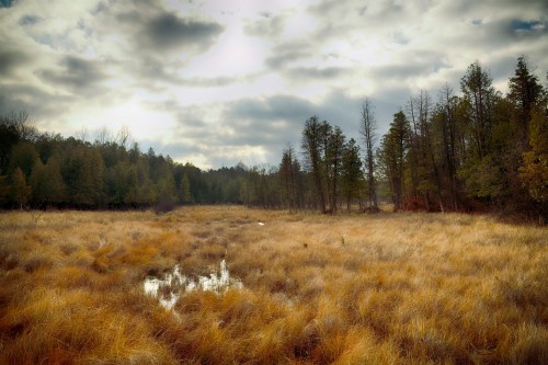 A serene landscape featuring a grassy field with a small pond, surrounded by trees under a cloudy sky.