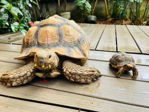 A large tortoise and a small turtle on a wooden deck surrounded by greenery.
