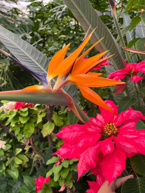 A vibrant orange bird of paradise flower next to bright red poinsettia leaves, surrounded by lush green foliage.