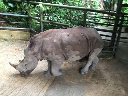 A rhinoceros walking on a path in a lush, green environment with trees and foliage in the background.