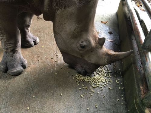 A rhinoceros eating pellets from the ground in a zoo setting.