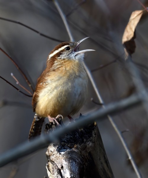 A brown bird with a striped head sings atop a weathered log, surrounded by blurred branches.
