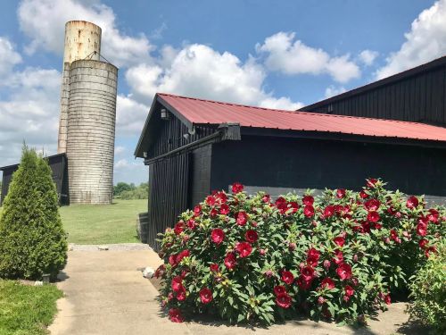 A black barn with a red roof beside a silo, featuring vibrant red flowers in the foreground against a blue sky.