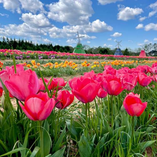A vibrant field of pink tulips with colorful flowers and windmills under a blue sky with fluffy clouds.