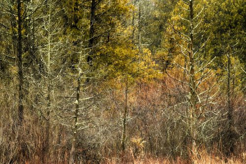 A dense forest scene featuring tall, bare trees amidst vibrant green foliage and underbrush.