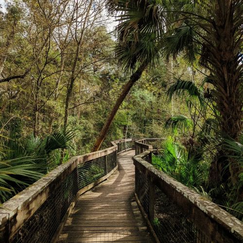 A wooden boardwalk winding through a lush, green forest with palm trees and dense vegetation.
